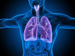 Impact on the Lungs