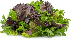 Lettuce-Rich-in vitamin-k