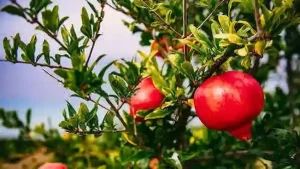 season of- pomegranates