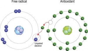 Reduced -Free -Radicals
