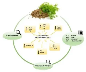 The Antifungal- Qualities