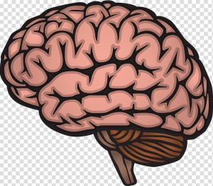 Enhances- Brain -Activity